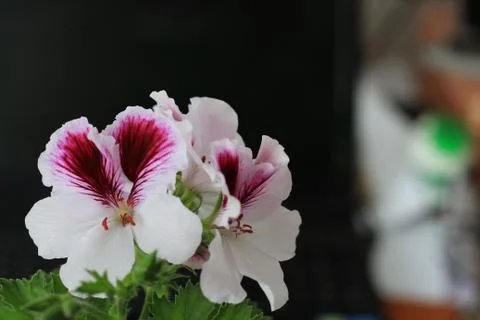 Royal flowers of geranium Stock Photos