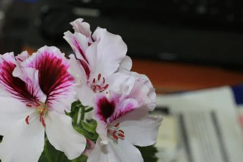 Royal flowers of geranium Foto stock