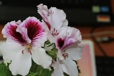 Royal flowers of geranium Foto stock