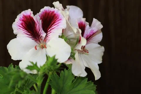 Royal flowers of geranium Foto stock