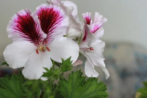Royal flowers of geranium Stock-Fotos