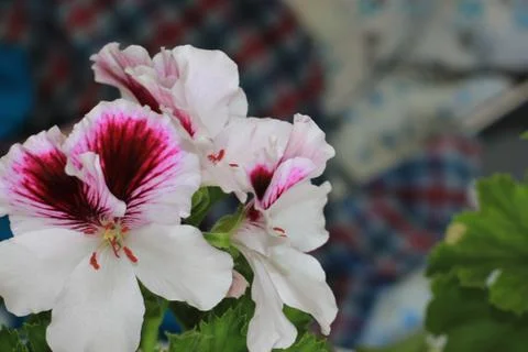 Royal flowers of geranium Foto stock