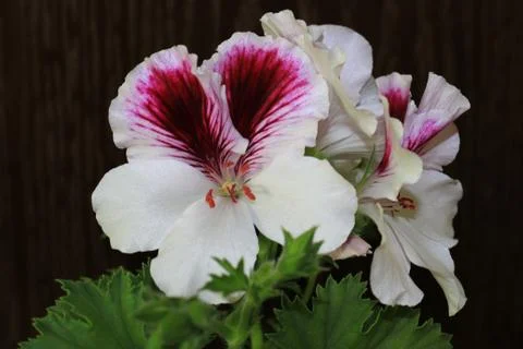 Royal flowers of geranium Stock Photos