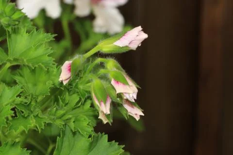 Royal flowers of geranium Stock Photos