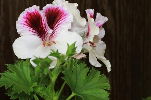 Royal flowers of geranium Stock Photos