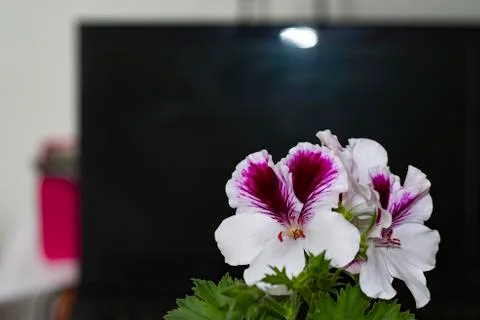 Royal flowers of geranium Stock Photos