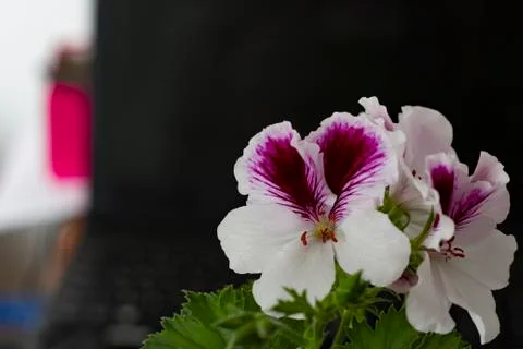 Royal flowers of geranium Stock-Fotos