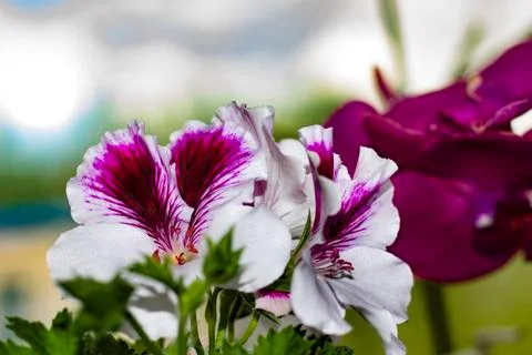 Royal flowers of geranium Foto stock