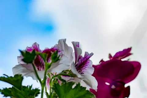 Royal flowers of geranium Foto stock