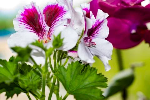 Royal flowers of geranium Foto stock