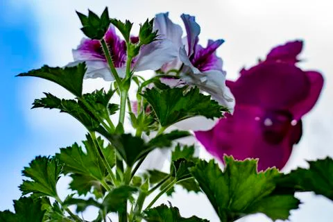 Royal flowers of geranium Foto stock