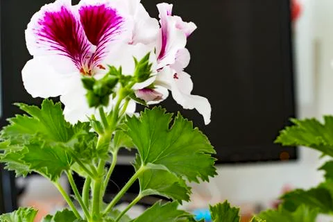 Royal flowers of geranium Stock-Fotos