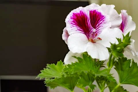 Royal flowers of geranium Stock-Fotos