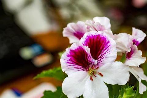 Royal flowers of geranium Foto stock