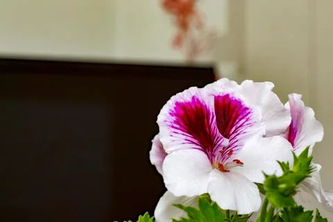 Royal flowers of geranium Stock-Fotos