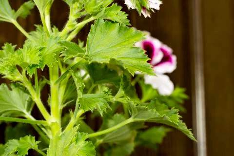 Royal flowers of geranium Foto stock