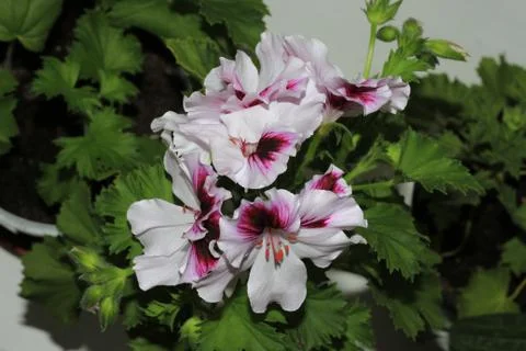 Royal flowers of geranium Foto stock