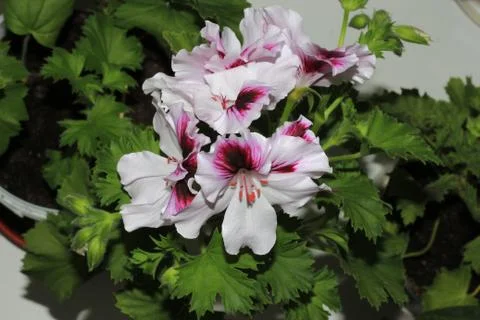 Royal flowers of geranium Stock-Fotos