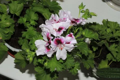 Royal flowers of geranium Foto stock