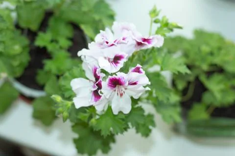 Royal flowers of geranium Stock Photos