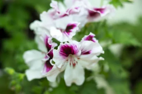 Royal flowers of geranium Foto stock