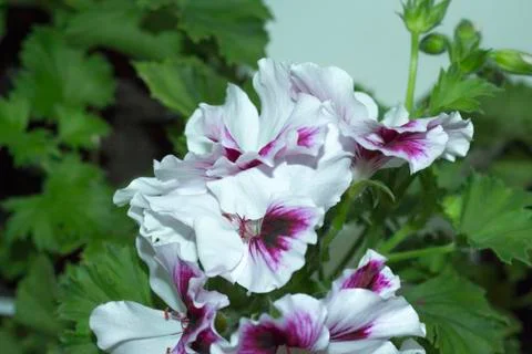 Royal flowers of geranium Foto stock