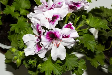 Royal flowers of geranium Foto stock
