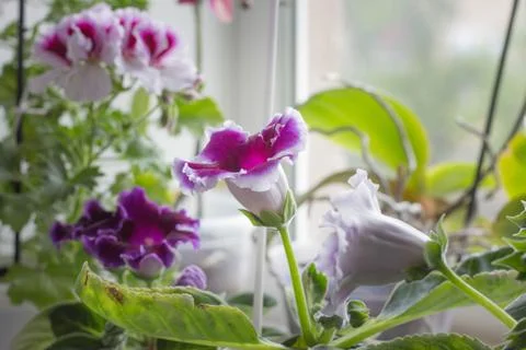 Royal flowers of geranium Stock-Fotos