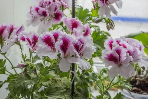 Royal flowers of geranium Foto stock