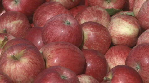 Royal gala apples in bin Stock Footage 331675