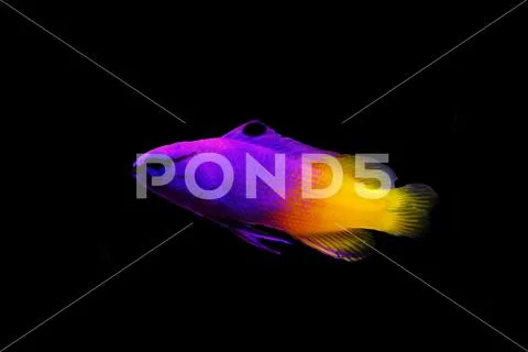 Royal Gramma - (Gramma Loreto) Stock Photos