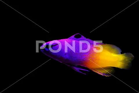Royal Gramma - (Gramma Loreto) Stock Photos