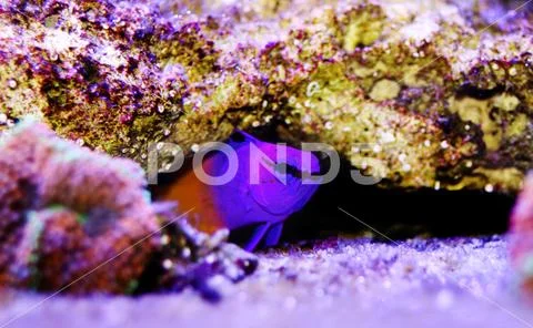 Royal Gramma - (Gramma Loreto) Stock Photos