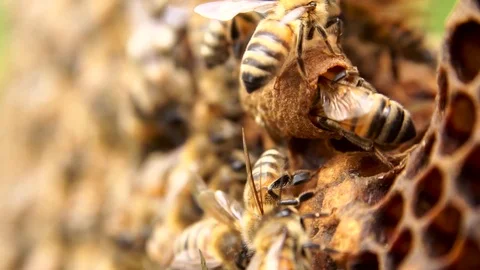 Royal jelly 動画素材 107062975