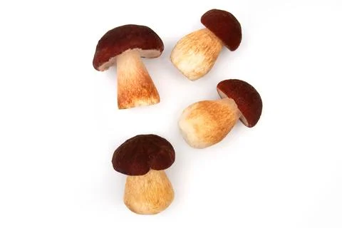 The Royal mushroom on white background Stock Photos