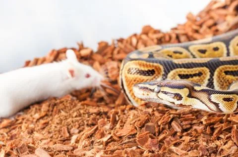 Royal or Ball python hunting for a white mouse Photos