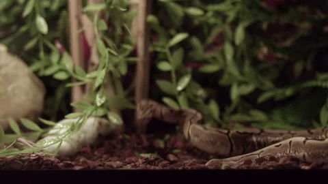 Royal Or Ball Python (Python Regius) On A Hunt. Ball Python Trying To Bite Stock-Footage 159207528