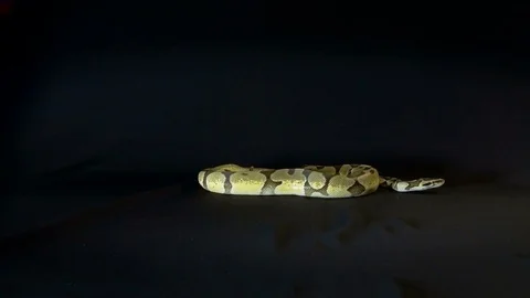 Royal or Ball Python snake Video stock 81620139