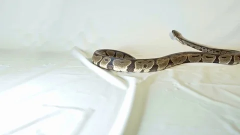 Royal or Ball Python snake Video stock 81620218