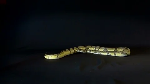Royal or Ball Python snake Stock-Footage 81620265