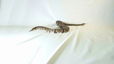 Royal or Ball Python snake Stock-Footage 81620386
