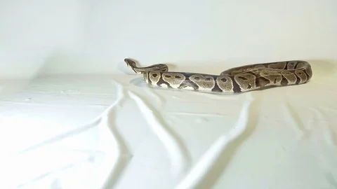 Royal or Ball Python snake Stock-Footage 81620482