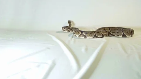 Royal or Ball Python snake Stock-Footage 81620507