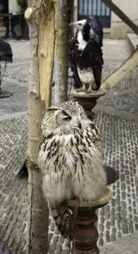 Royal Owl Stock Photos