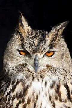 Royal owl: (Strigiformes) complete classification Bubo Bubo - Aves - Neognata - Stock Photos