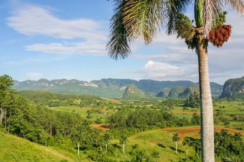 Royal palm tree frames the lush hills of Vinales Valley Stock Photos