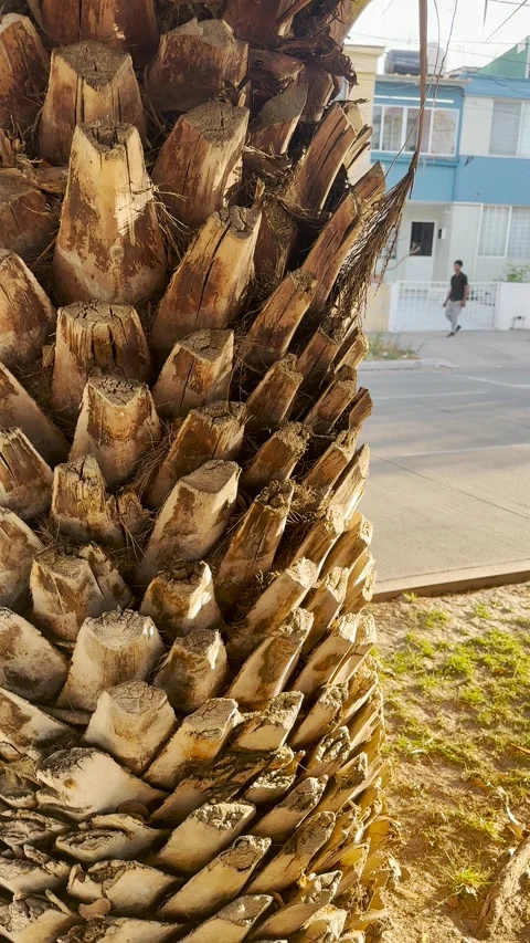 Royal palm tree, with the trunk of how it grew and the shojas that it was throwi Stock Footage 249304318