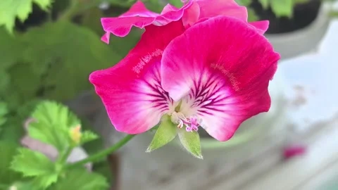 Royal pelargonium on a large scale Stock Footage 291388424