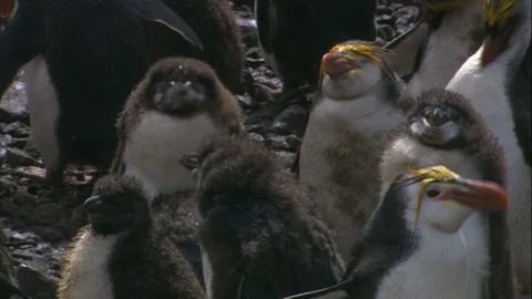 Royal penguin chicks CU1 Video stock 88160225