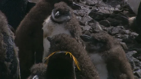 Royal penguin chicks CU2 Video stock 88160269